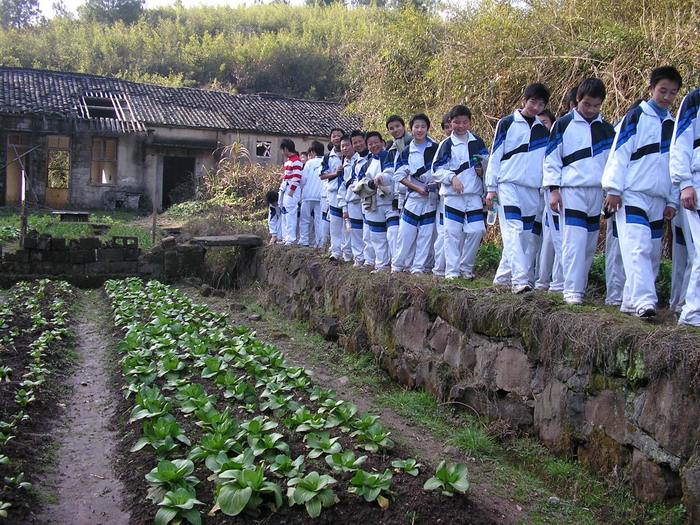 真不能想像这是小学二年级的学生种的青菜