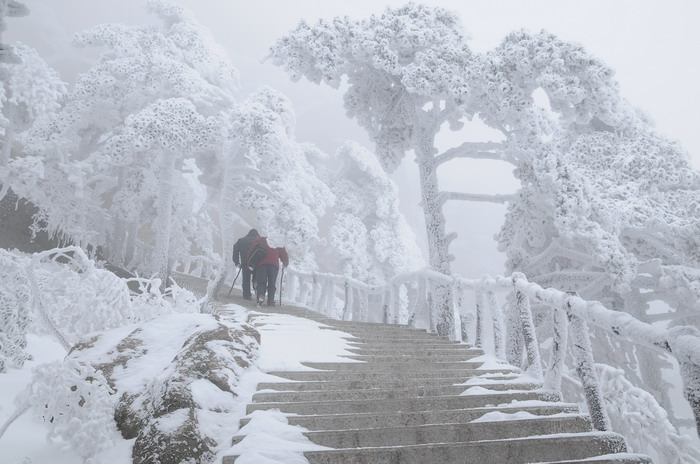 雪中迎客（松）