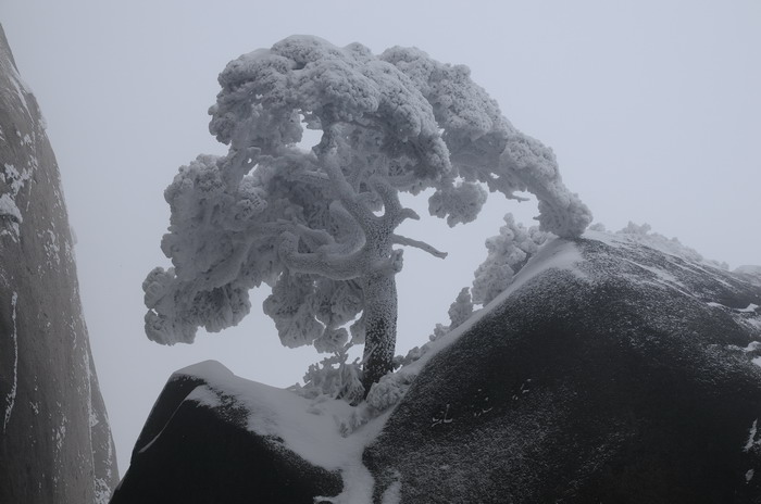 雪压龙掌松