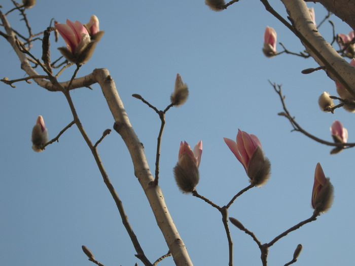 节节登高