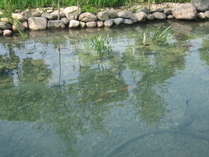 换水后的水池